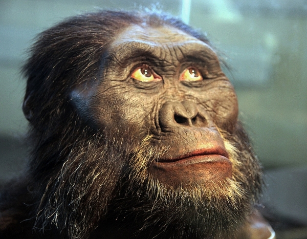 afarensis-male